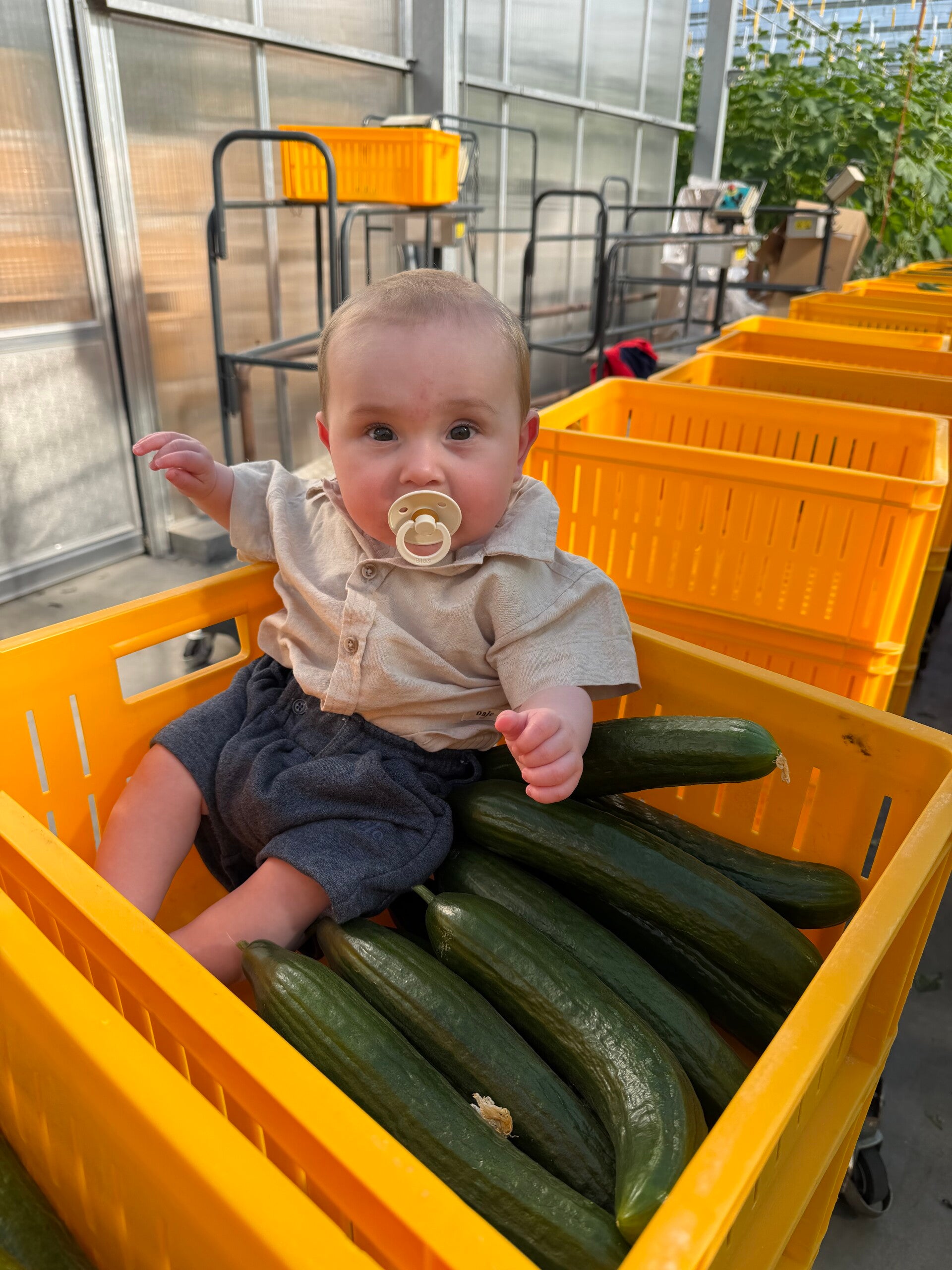 Jonge komkommerplanten