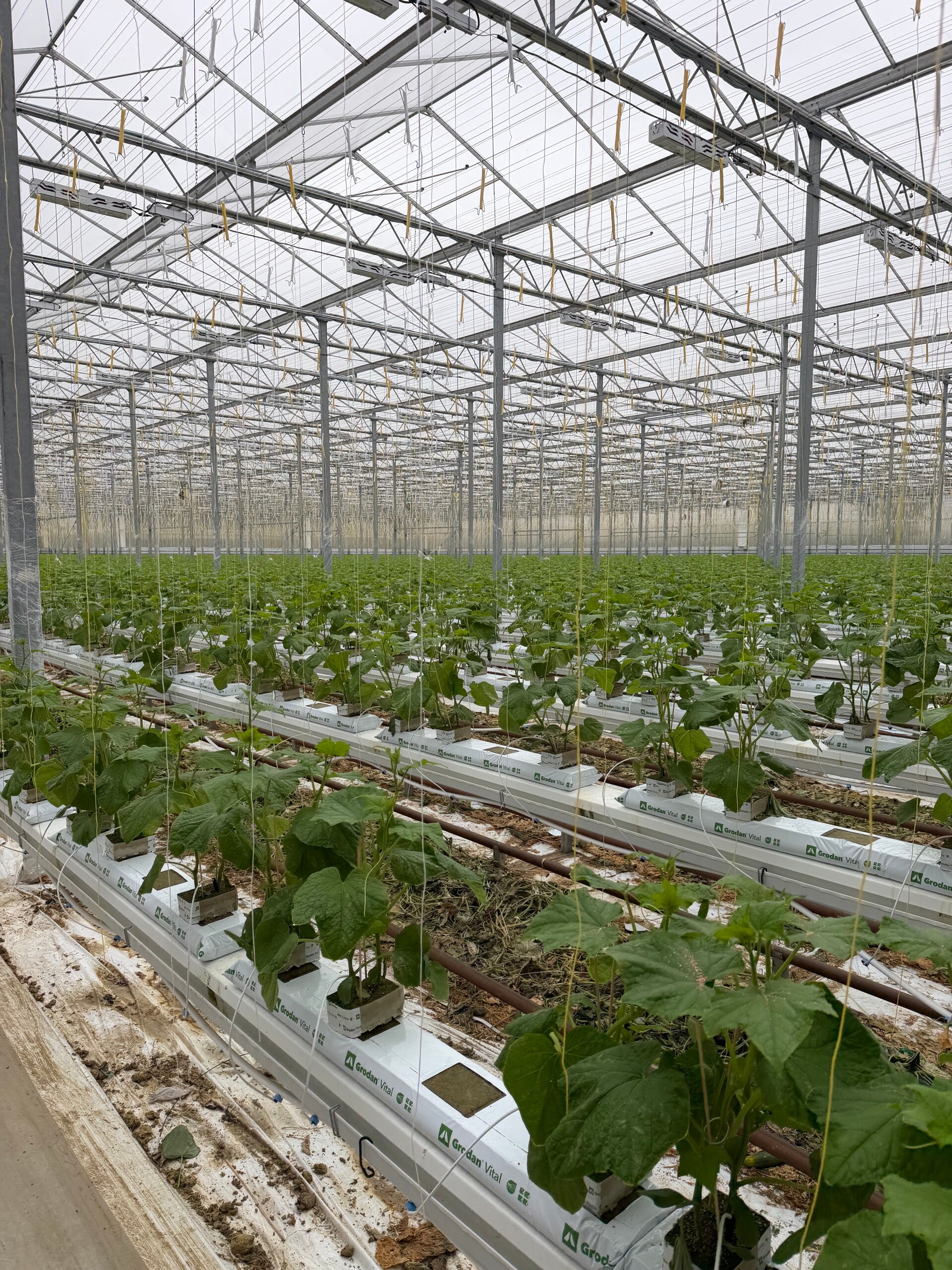 Verse komkommers aan de plant