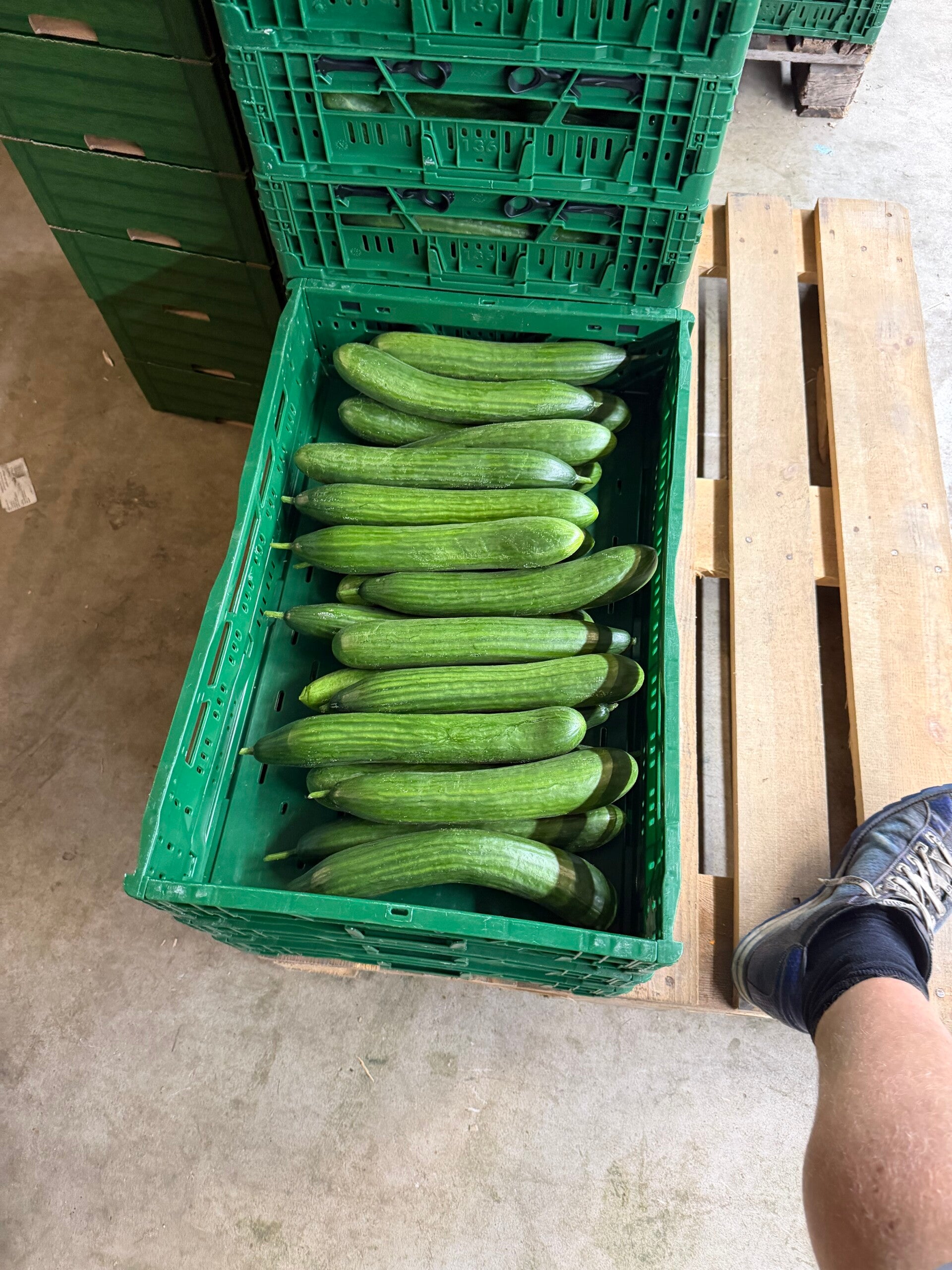 Komkommerplanten in de kas